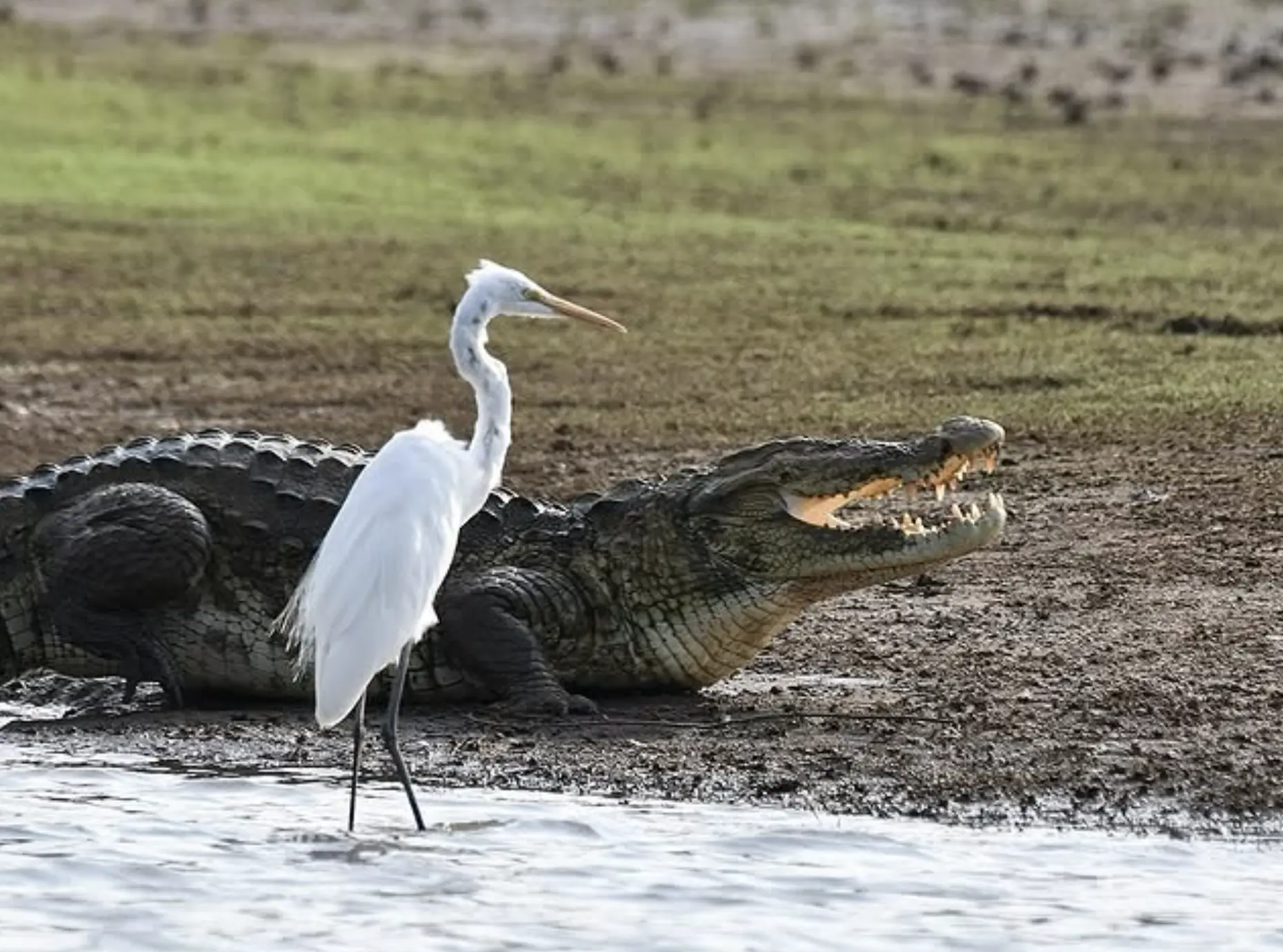 Australia’s Crocodylian History